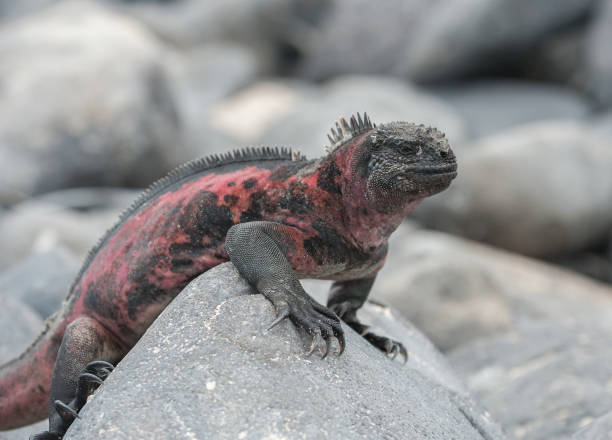 istock Marine Iguana on a rock on Espanola, the Galapagos 687643812