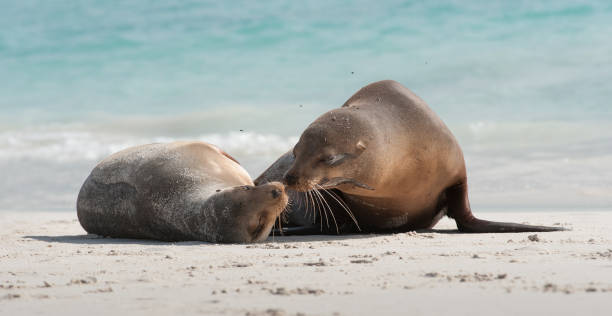 istock Galapagos Sea Lions affectionate on a sandy beach 687643874