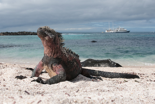 A colourful marine iguana lying on the sandy beach of Espanola, the Galapagos Islands
