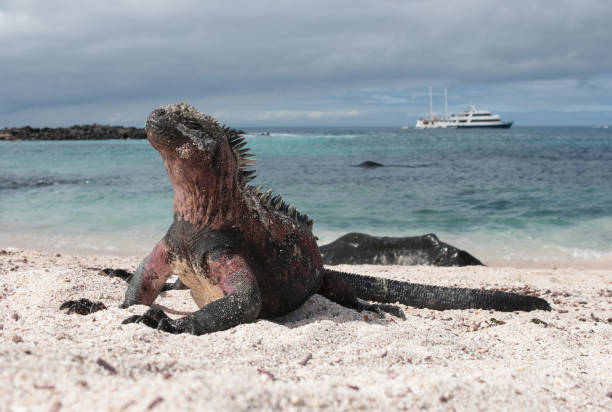 Marine Iguana on the beach of Espanola, the Galapagos A colourful marine iguana lying on the sandy beach of Espanola, the Galapagos Islands marine iguana stock pictures, royalty-free photos & images