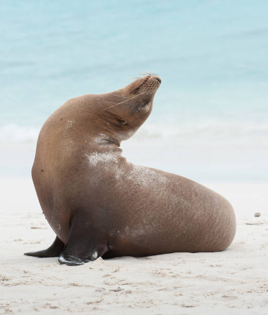 istock Galapagos Sea Lion sitting on a sandy beach 687644330