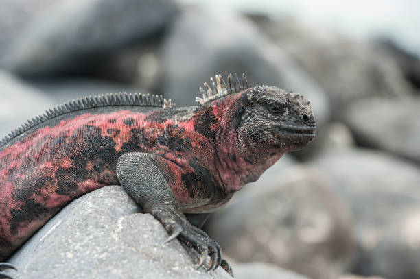 istock Marine Iguana on a rock on Espanola, the Galapagos 687644474