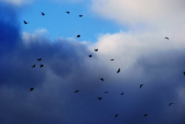 istock Migratory birds on a background of clouds 687644498