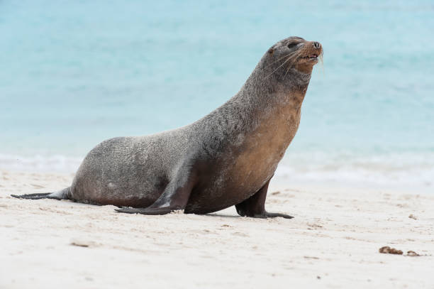 istock Galapagos Sea Lion sitting on a sandy beach 687644548