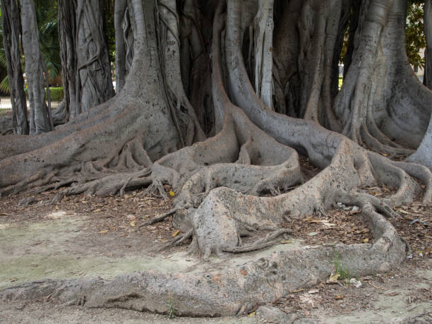 istock Fig Tree Roots in Piazza Marina, Palermo, Sicily 687648734