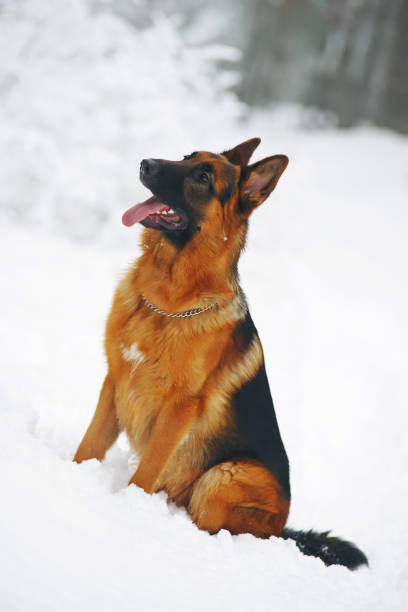 istock German Shepherd dog sitting on a snow in winter forest 687648906