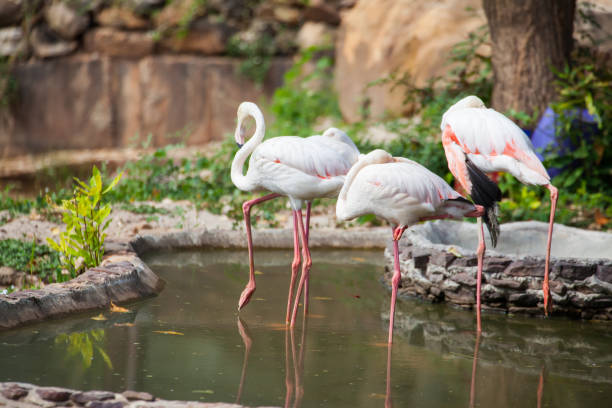 istock Beautiful pink big bird Greater Flamingo. 687648926