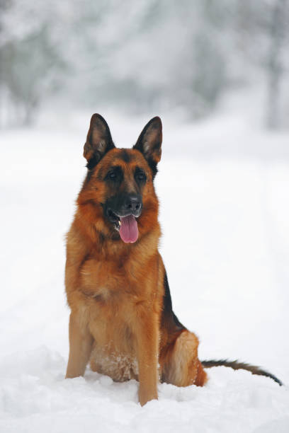 istock German Shepherd dog sitting on a snow in winter forest 687648994