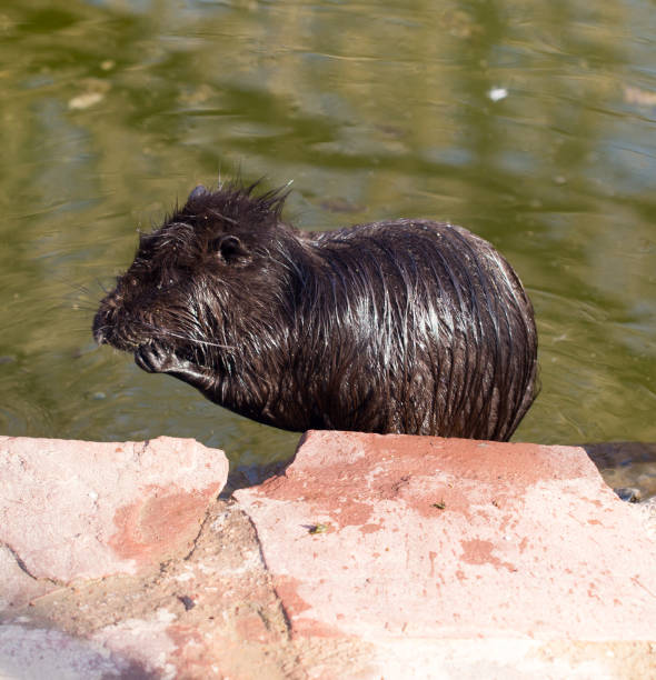 istock Black coypu on a pond in the park 687649216