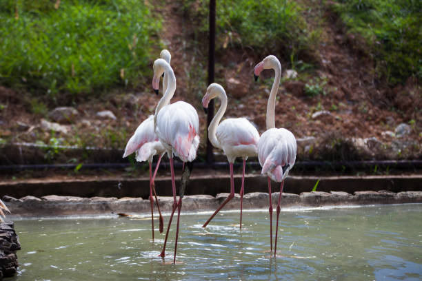 istock Beautiful pink big bird Greater Flamingo. 687649474