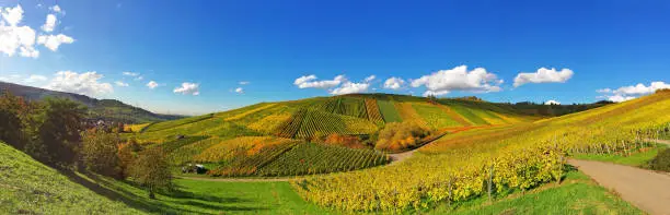 Colorful vineyards in fall, Weinstadt, Baden Württemberg, Germany
