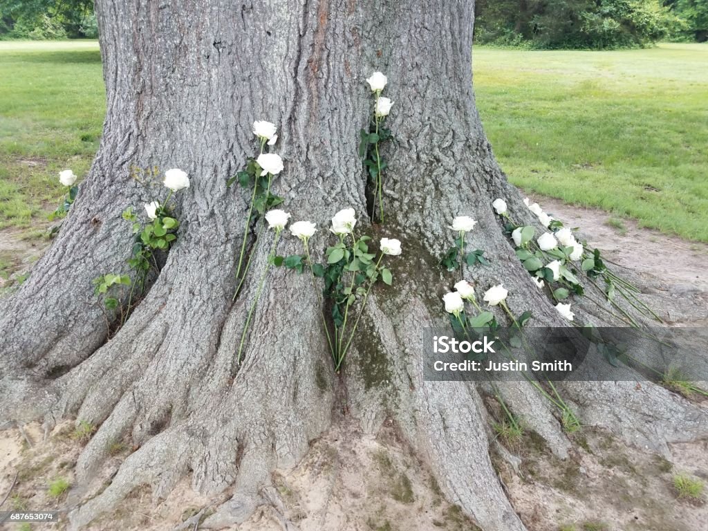 White Roses Tree Background Tree With White Roses At Base Stock Photo - Download Image Now ...