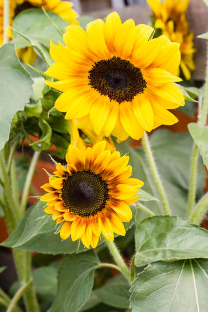 istock Yellow and orange sunflowers in bloom 687656212