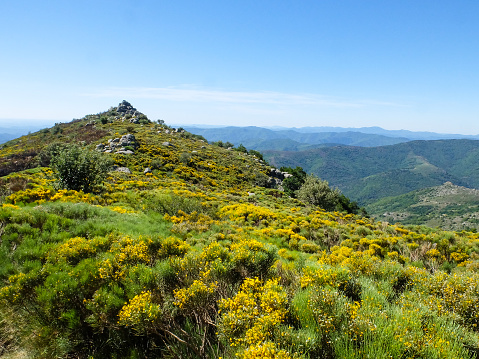 Moor with blooming brooms, Cevennes mountains, France