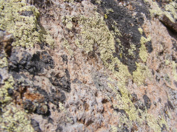 istock Mossy old rocks, north side mossy rock pictures 687656964