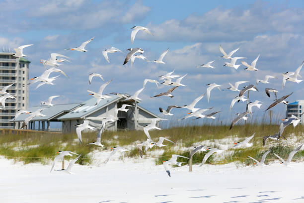 istock Flock of Birds at the Beach 687663840