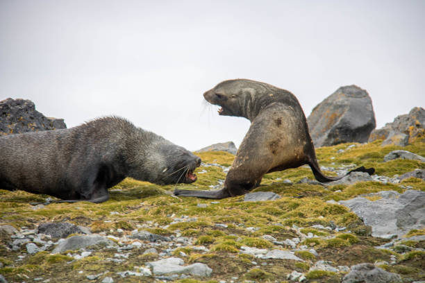 istock Antarctica: Fur Seals on Penguin Island 687664284
