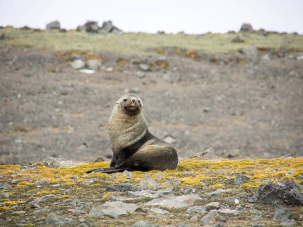 istock Antarctica: Fur Seal on Penguin Island 687664554