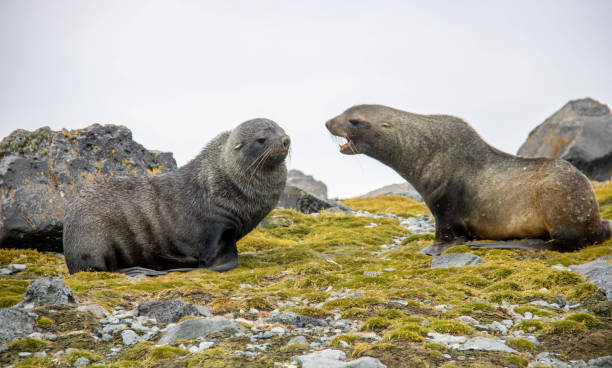 istock Antarctica: Fur Seals on Penguin Island 687664906