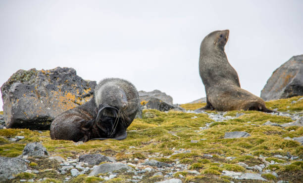 istock Antarctica: Fur Seals on Penguin Island 687666676