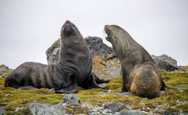 istock Antarctica: Fur Seals on Penguin Island 687666782