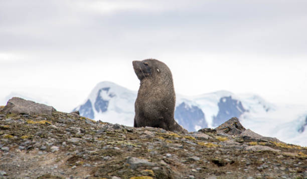 istock Antarctica: Fur Seal on Penguin Island 687667178