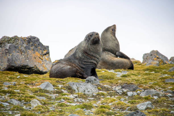 istock Antarctica: Fur Seals on Penguin Island 687667412
