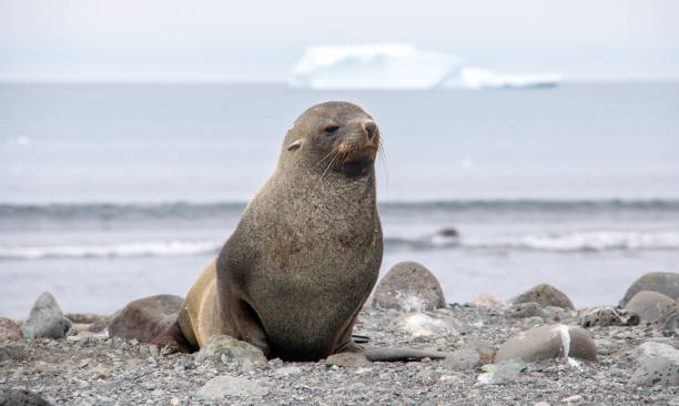 istock Antarctica: Fur Seal on Penguin Island 687667536