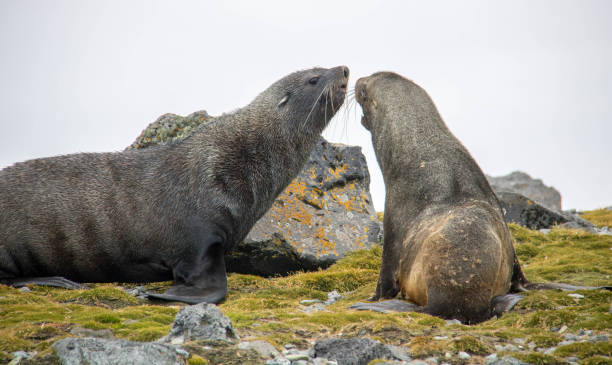 istock Antarctica: Fur Seals on Penguin Island 687668102