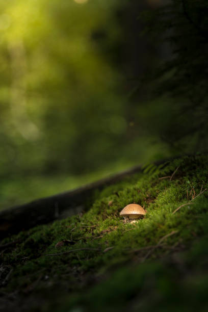 istock Lonely shroom in the forest. 687668182