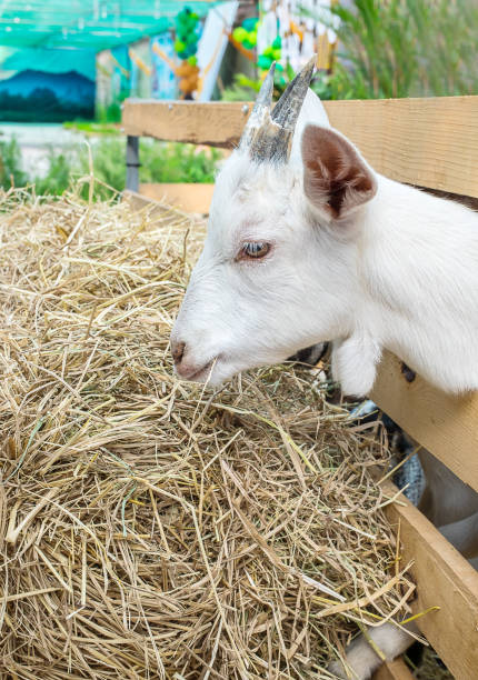 istock Young goats in a cage are eating hay 687668276