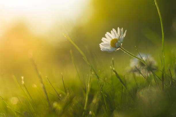 istock Beautiful daisy in the summer sunset with beautiful background. 687668304
