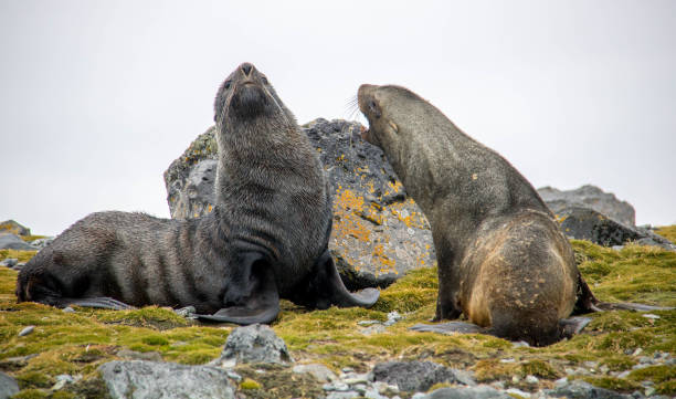 Antarctica: Fur Seals on Penguin Island