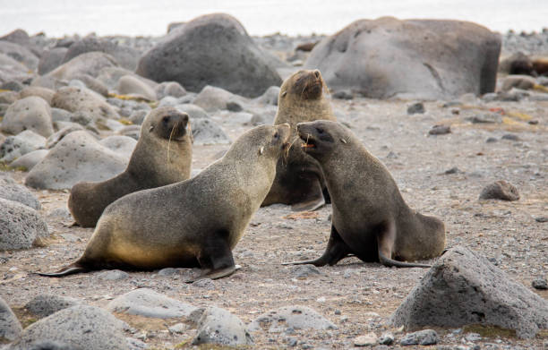 istock Antarctica: Fur Seals on Penguin Island 687668340