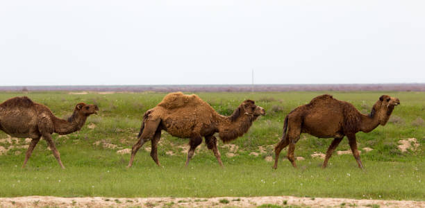 istock Camel in the pasture in the spring 687670488