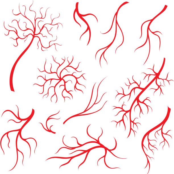 인간의 눈 정 맥 또는 선박, 붉은 모세 혈관 혈액 동맥 격리 설정 - 혈관 stock illustrations