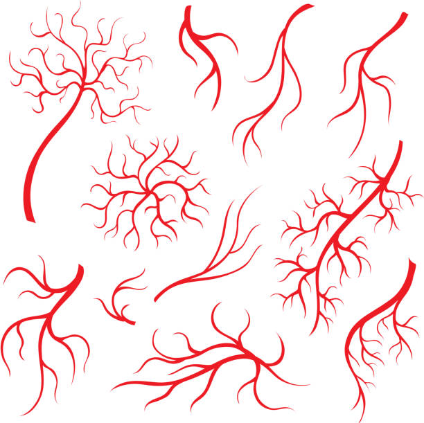 человеческие вены глаза или сосуд, красные капилляры, артерии крови изолированный набор - conjunctiva stock illustrations