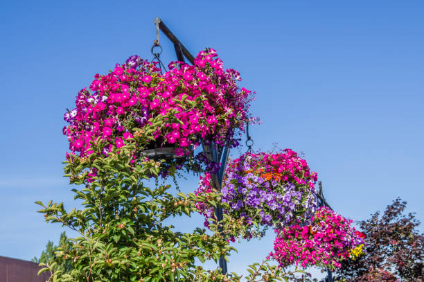 istock Colorful petunia plants in full bloom 687674714