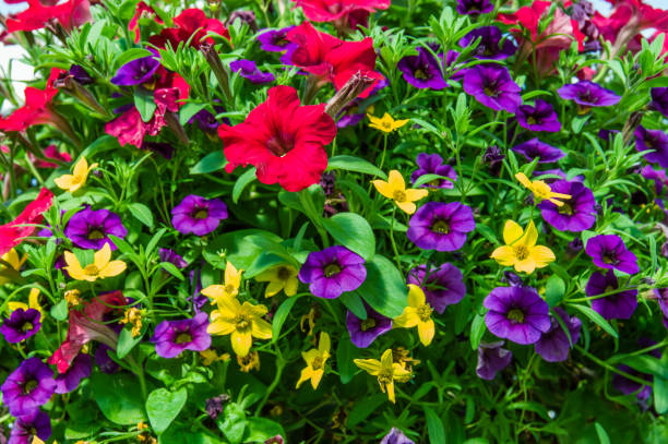 istock Colorful petunia plants in full bloom 687675618