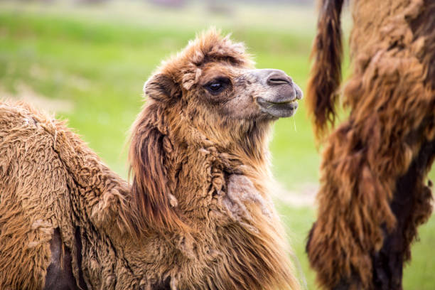 istock Portrait of camel on nature in spring 687677948