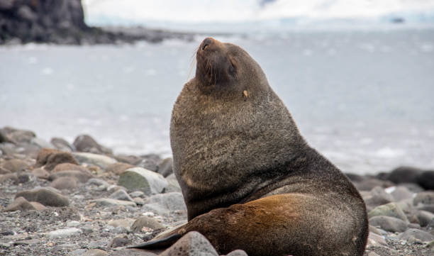 istock Antarctica: Fur Seal on Penguin Island 687680492