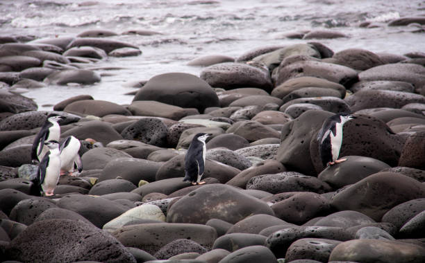 istock Antarctica: Chinstrap Penguins on Penguin Island 687684734