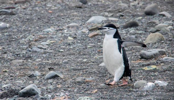 istock Antarctica: Chinstrap Penguin on Penguin Island 687684752