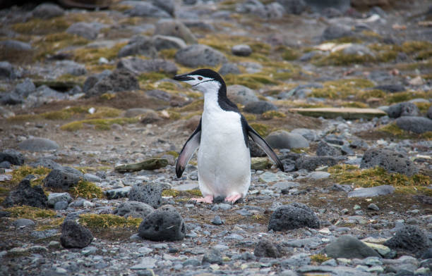 istock Antarctica: Chinstrap Penguin on Penguin Island 687685038