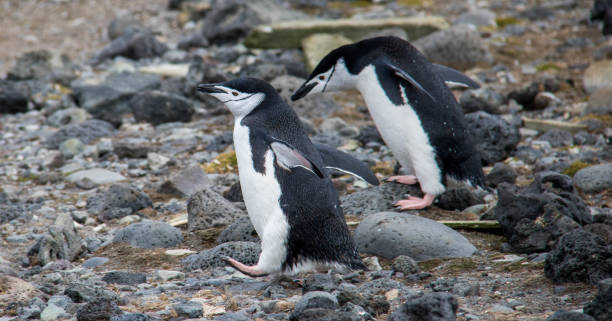 istock Antarctica: Chinstrap Penguins on Penguin Island 687685194