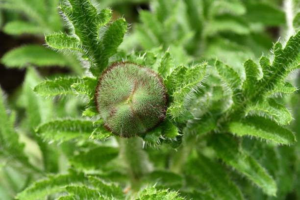 восточный маковый бутон - oriental poppy стоковые фото и изображения