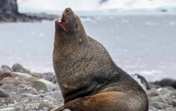 istock Antarctica: Fur Seal on Penguin Island 687685490