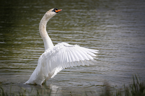 Beautiful Mute Swan (Cygnus olor) swimming in river.