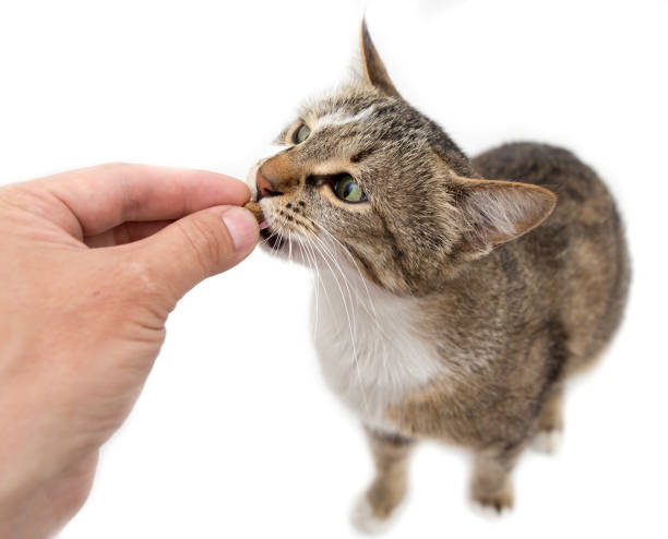 istock Man is feeding with a cat's hand on a white background 687687074