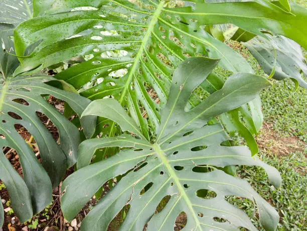 Photo of green leaf of Monstera plant in the grass field